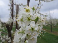 Rund um das Treppenbauerdorf und durch die vielen Obstplantagen